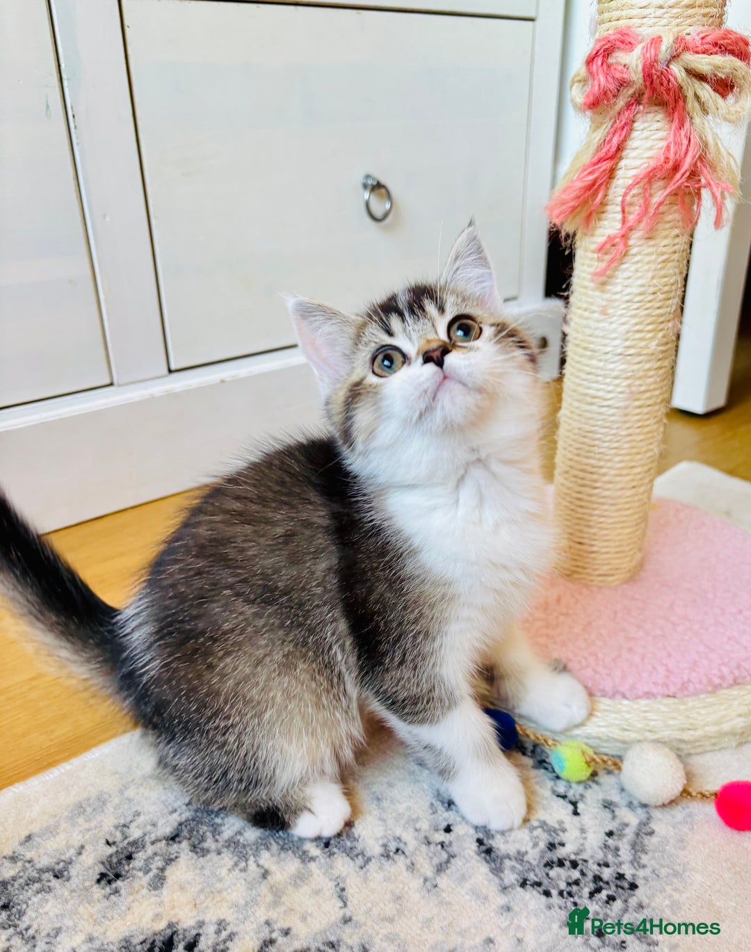Scottish Fold cats for sale: Scottish Fold Pedigree Kittens in Romford - Image 10