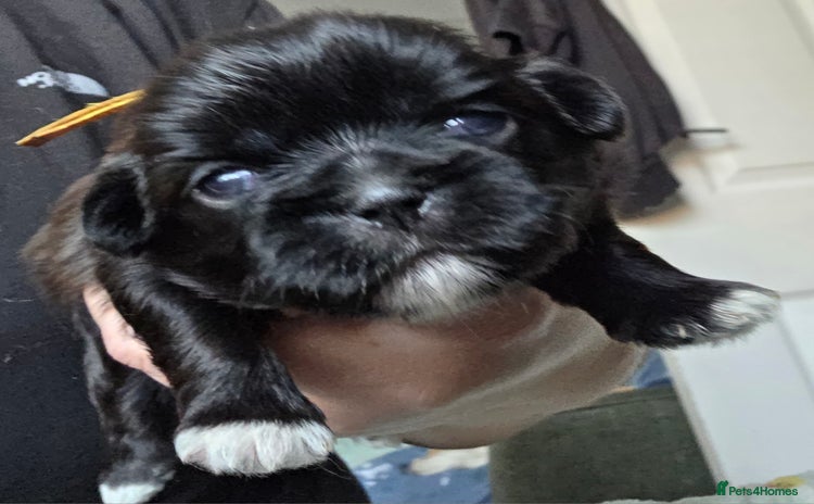 Shih Tzu dogs - Advert 1