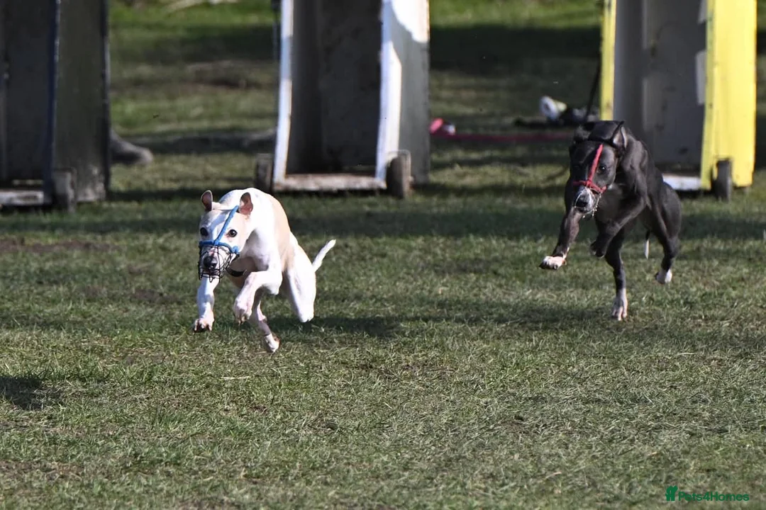 Whippet dogs for stud: PROVEN Stunning small whippet stud in Stoke-on-Trent - Advert 6