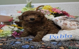 Toy Poodle dogs for sale: Kc reg deep red toy poodle council licensed  - Image 19