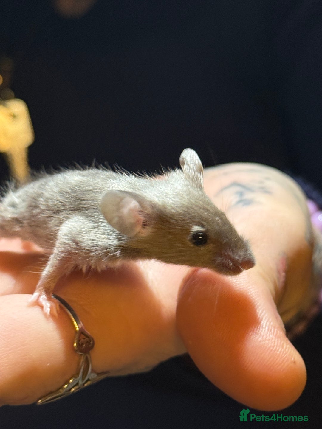 Mouse rodents for sale: Fancy mice lots of males and females available  - Advert 7