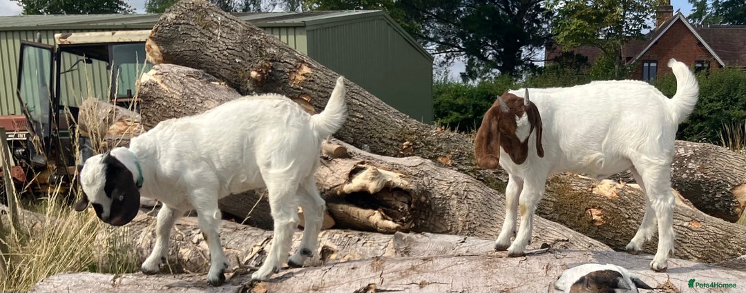 Goats livestock for sale: Trio of Boer wethers - Image 2