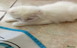 Scottish Fold cats for sale: ready now for there forever homes - Image 15