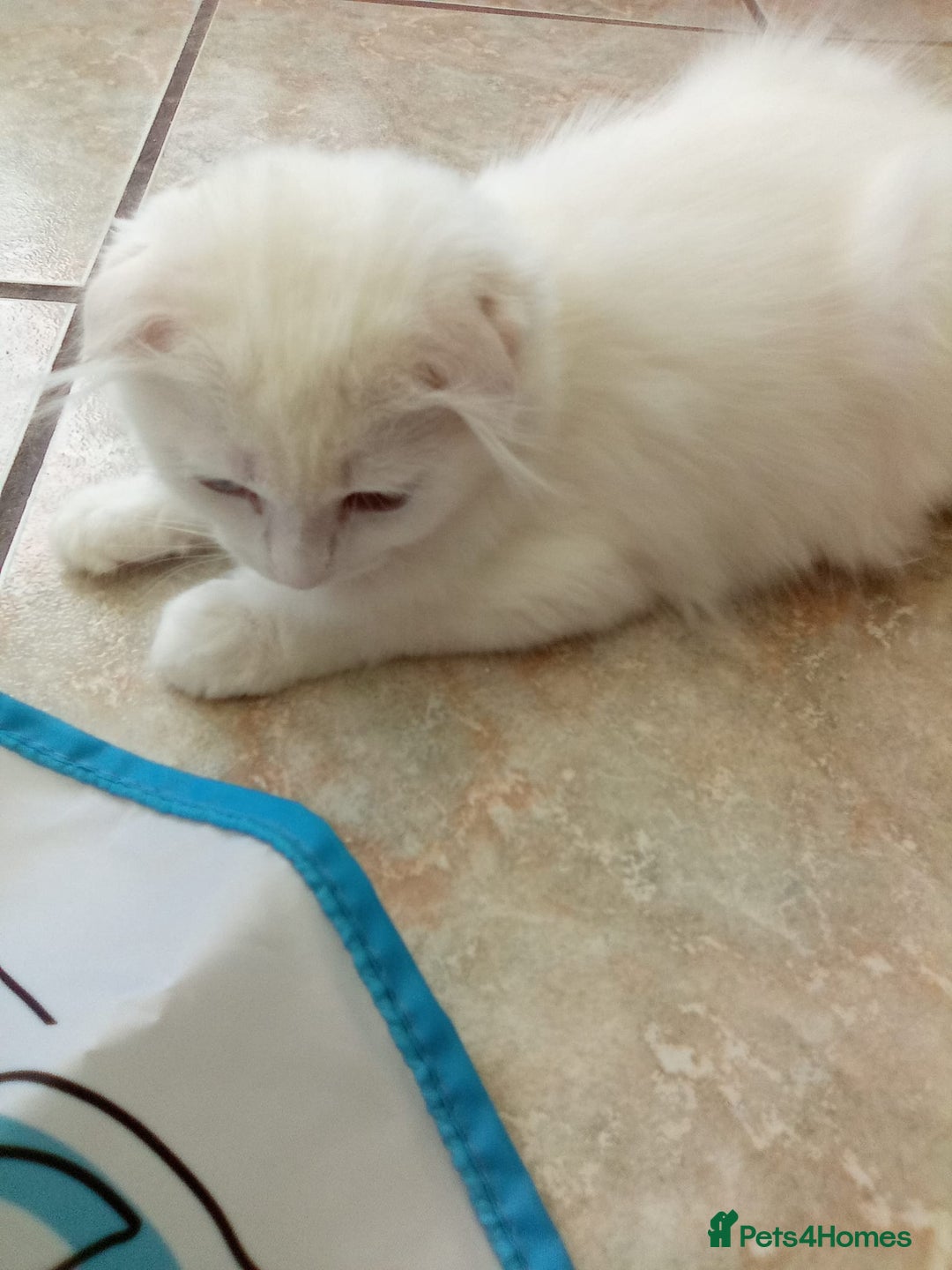 Scottish Fold cats for sale: ready now for there forever homes - Image 15