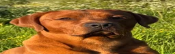 Labrador Retriever dogs for sale: True Fox Red Labrador Litter Boys & Girls  - Advert 3
