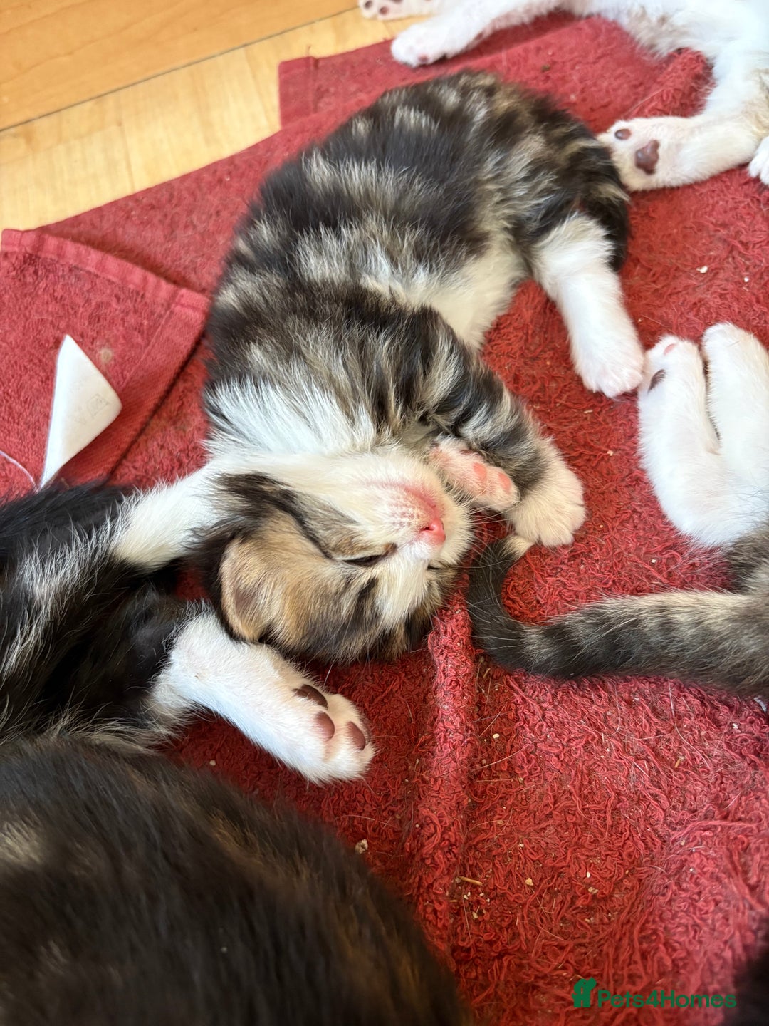 British Shorthair cats for sale: 11 SHORTHAIRED AND LONGHAIRED KITTENS - Image 13