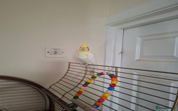 Cockatiels birds for sale: FEMAIL COCKATIEL  - Image 7