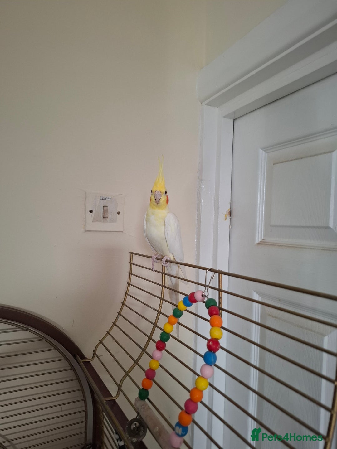 Cockatiels birds for sale: FEMAIL COCKATIEL  - Image 7