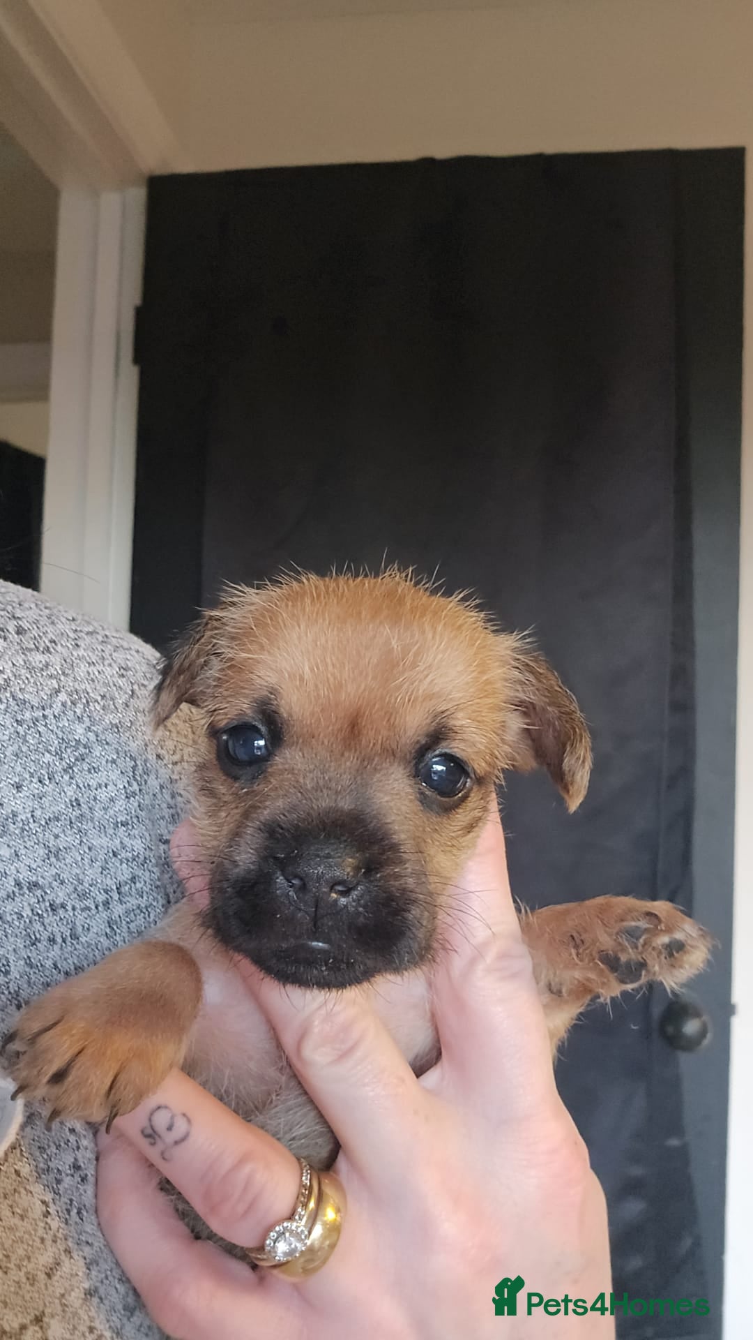 Mixed Breed dogs for sale: Forkies - Advert 3