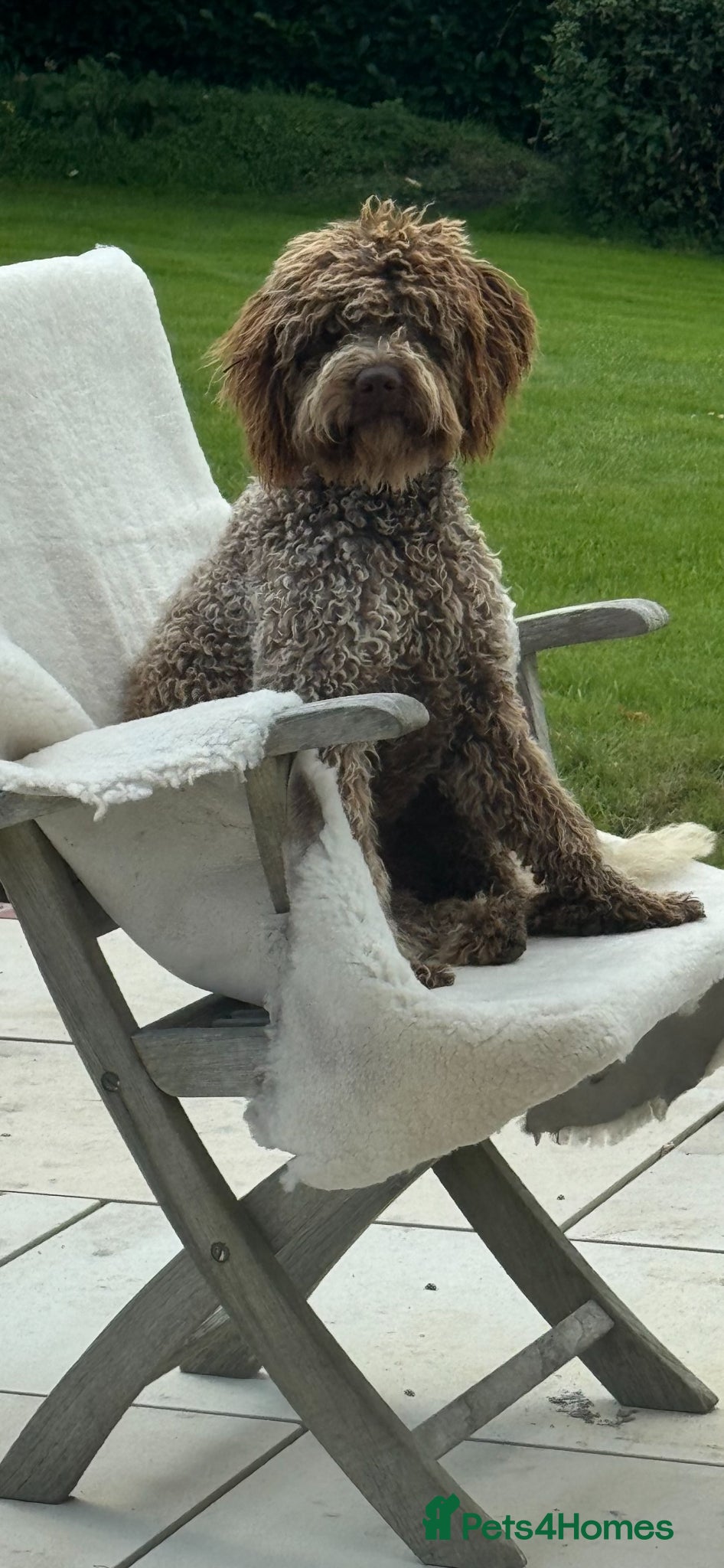 Lagotto Romagnolo dogs Lagotto Romagnolo - Advert 1