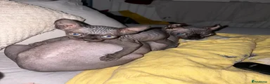 Sphynx Kitten 4