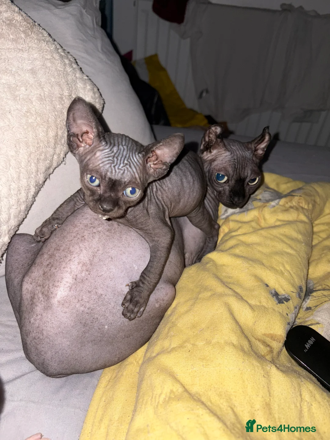 Sphynx cats for sale: Beautiful Sphynx babies  - Advert 15