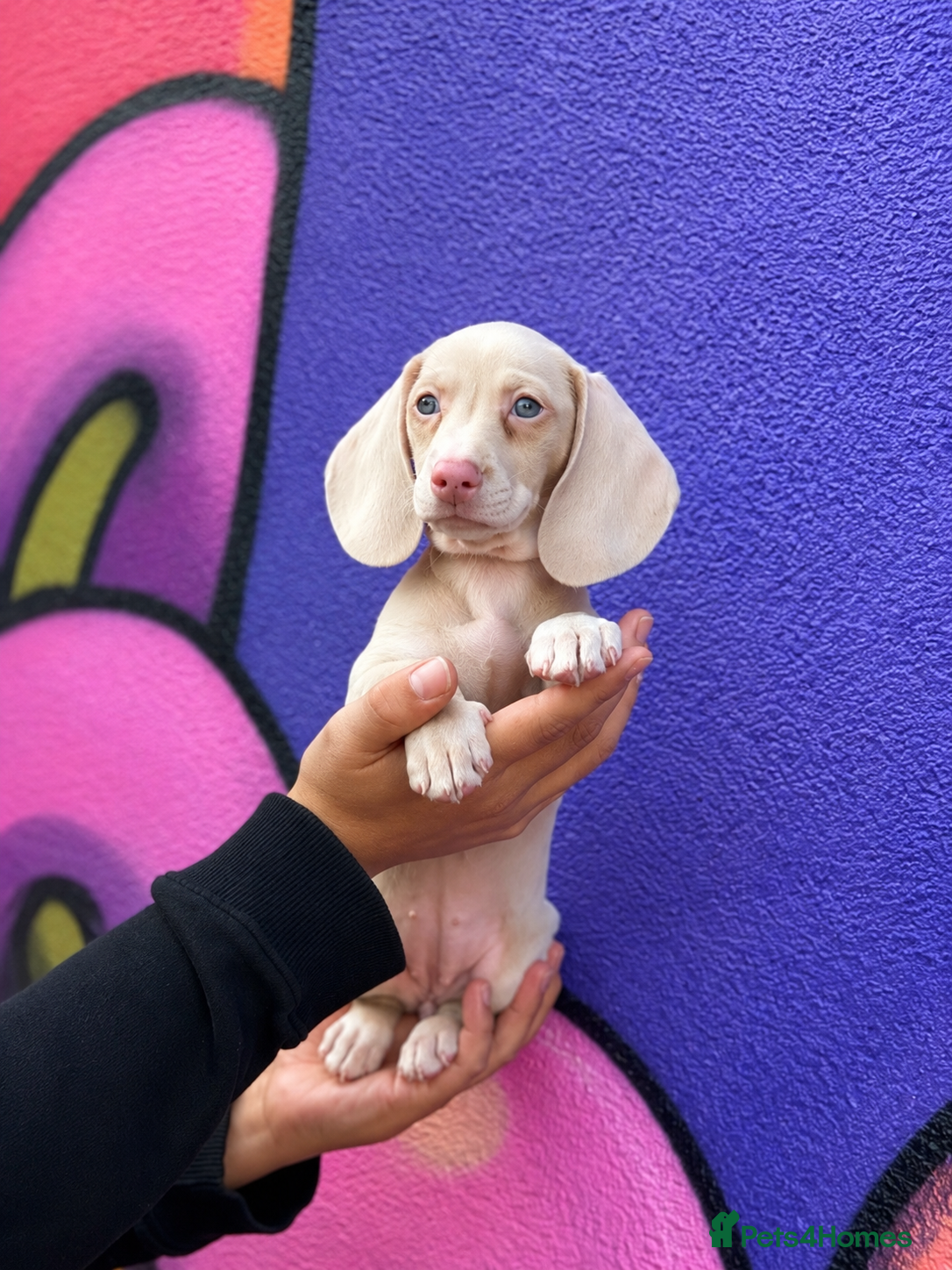 Miniature Dachshund dogs for sale: Absolutely stunning mini dachshunds  - Advert 5