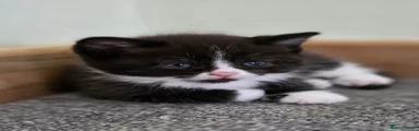 Mixed Breed Kitten 4