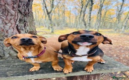 Jack Russell dogs for sale: Gorgeous Jack Russell terrier pups - Image 9