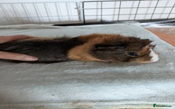 Guinea Pig rodents for sale: Guinea pig boys long haired - Image 6