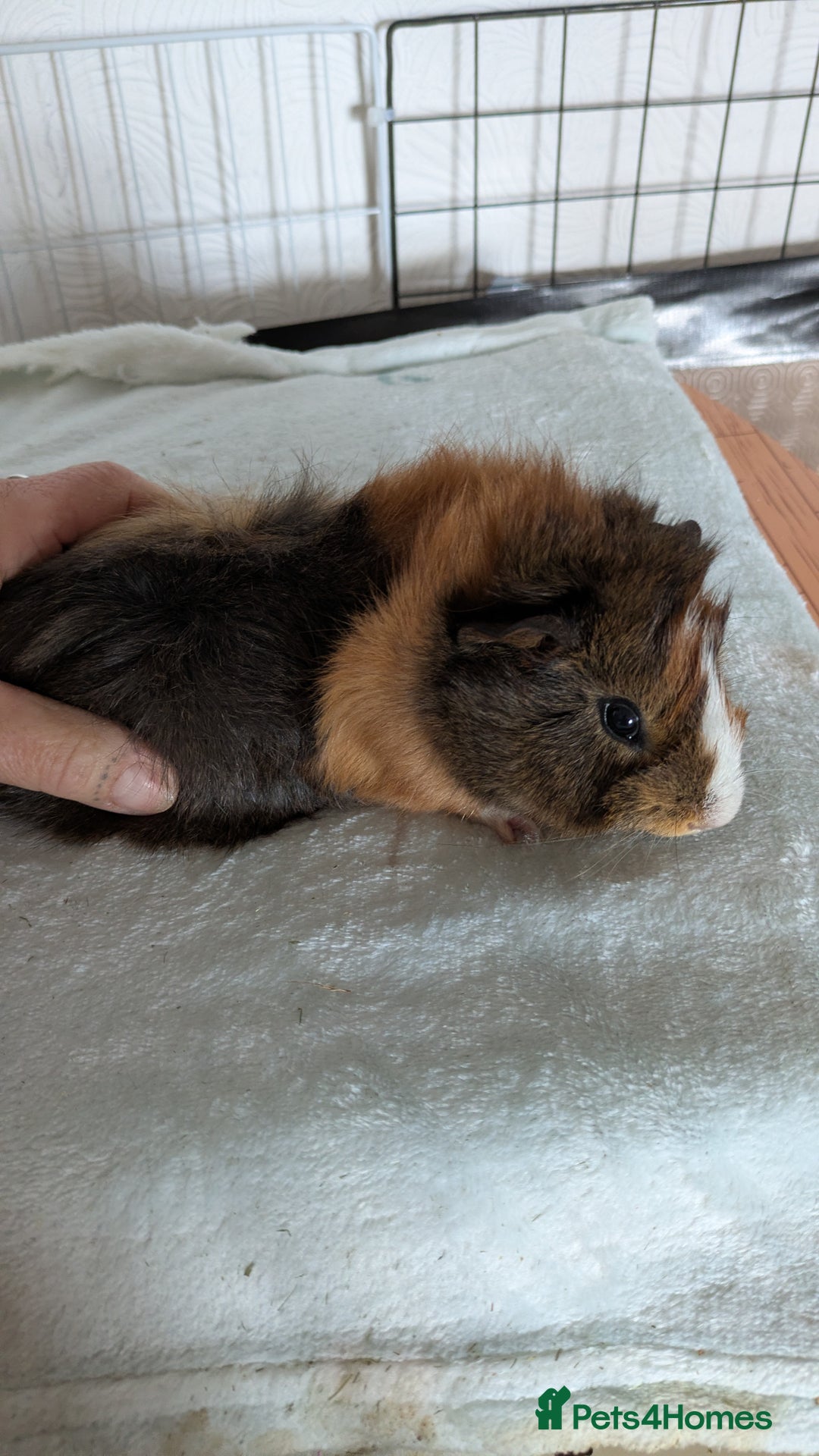 Guinea Pig rodents for sale: Guinea pig boys long haired - Image 6