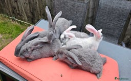 Continental Giant rabbits for sale: Merle colours  , rusian blue fur  - Image 21