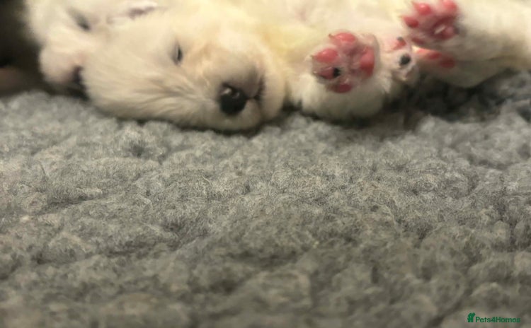 Samoyed dogs KC reg. Samoyed puppies with champ bloodline  - Advert 8