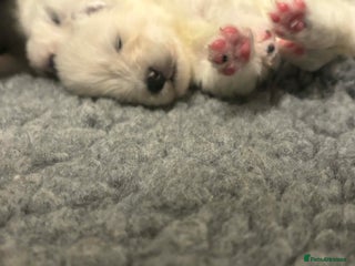 Samoyed dogs KC reg. Samoyed puppies with champ bloodline - Advert 6