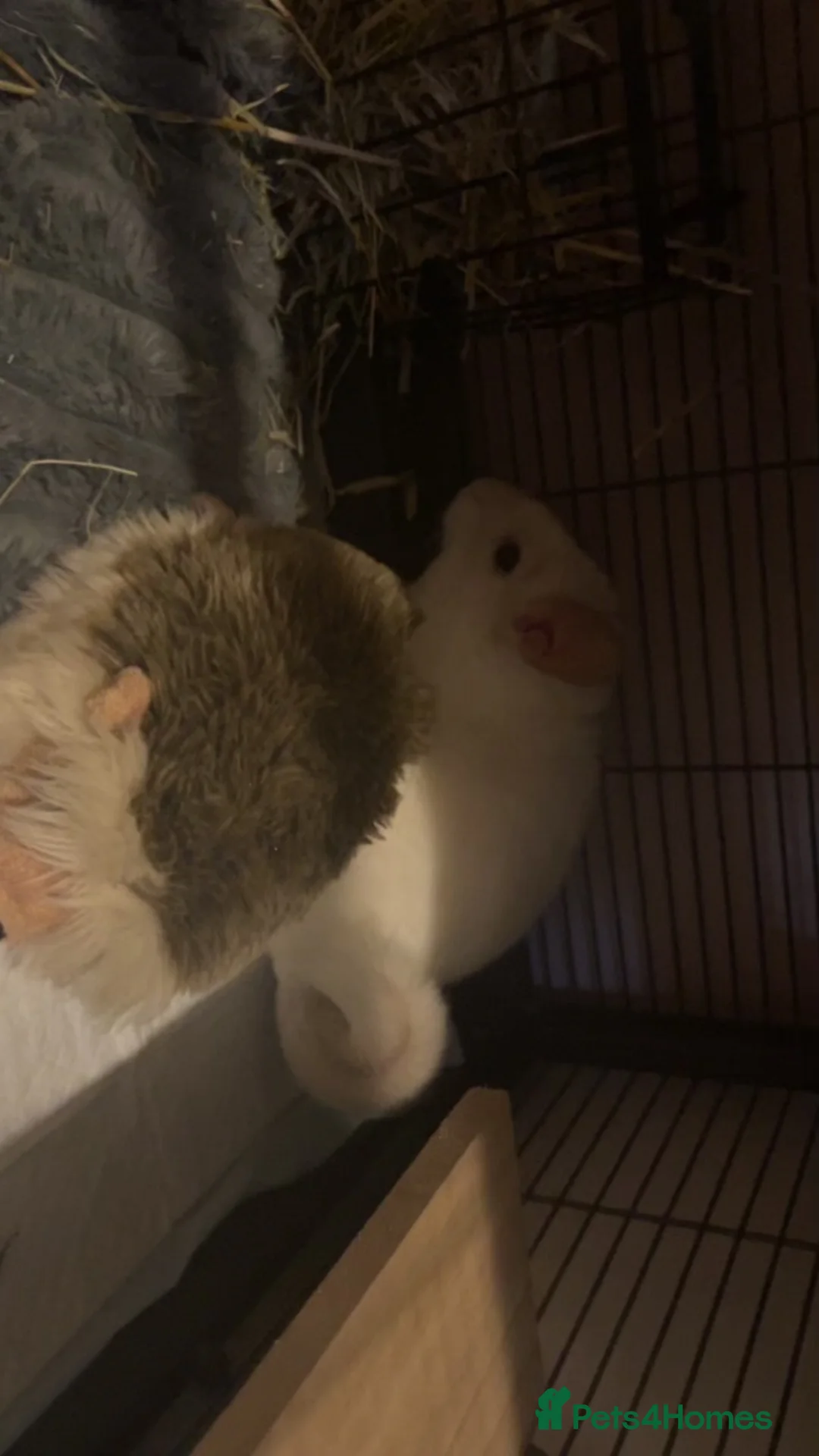 Chinchilla rodents for sale: White Male Chinchilla  in Rotherham - Advert 1