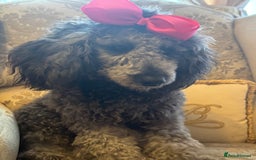 Miniature Poodle dogs for sale: Blue/silver girl puppy 8 months old. 4 gen. Kennel - Image 2