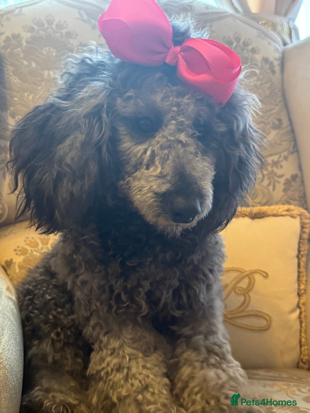 Miniature Poodle dogs for sale: Blue/silver girl puppy 8 months old. 4 gen. Kennel - Image 2
