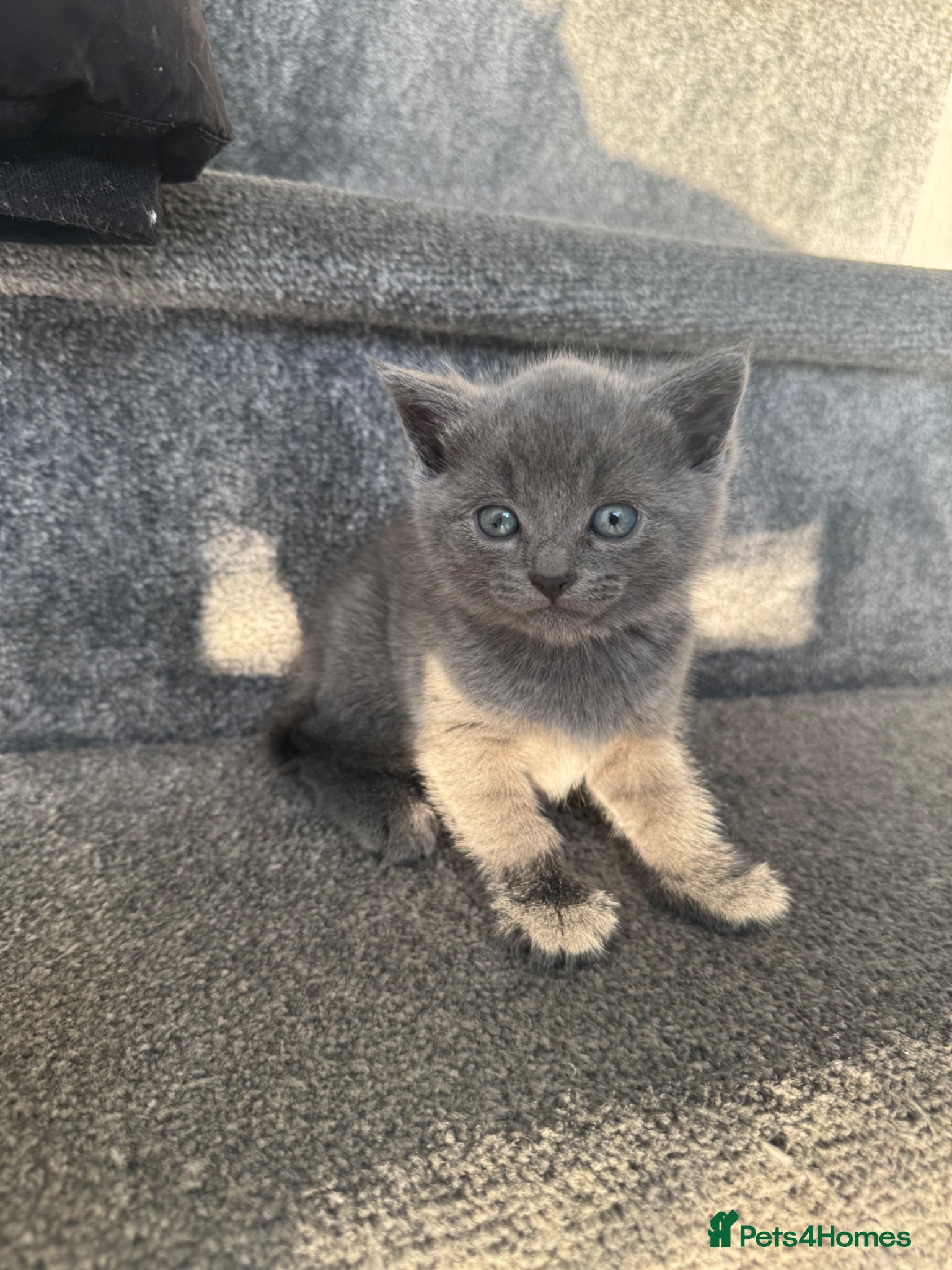 British Shorthair cats Grey/blue British short hair female left - Advert 8