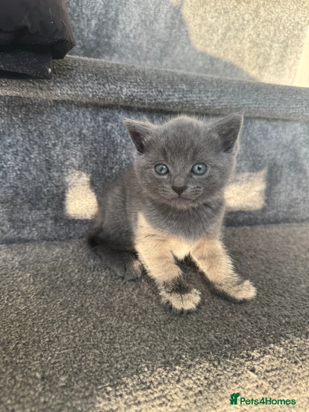 British Shorthair cats for sale: Grey/blue British short hair female left - Advert 1