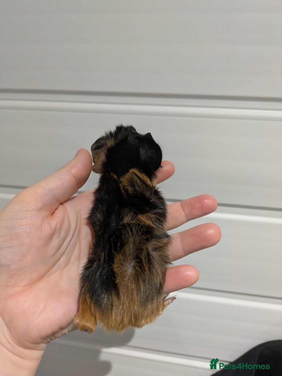 Guinea Pig rodents for sale: Guinea pigs location Dagenham Essex  - Advert 7