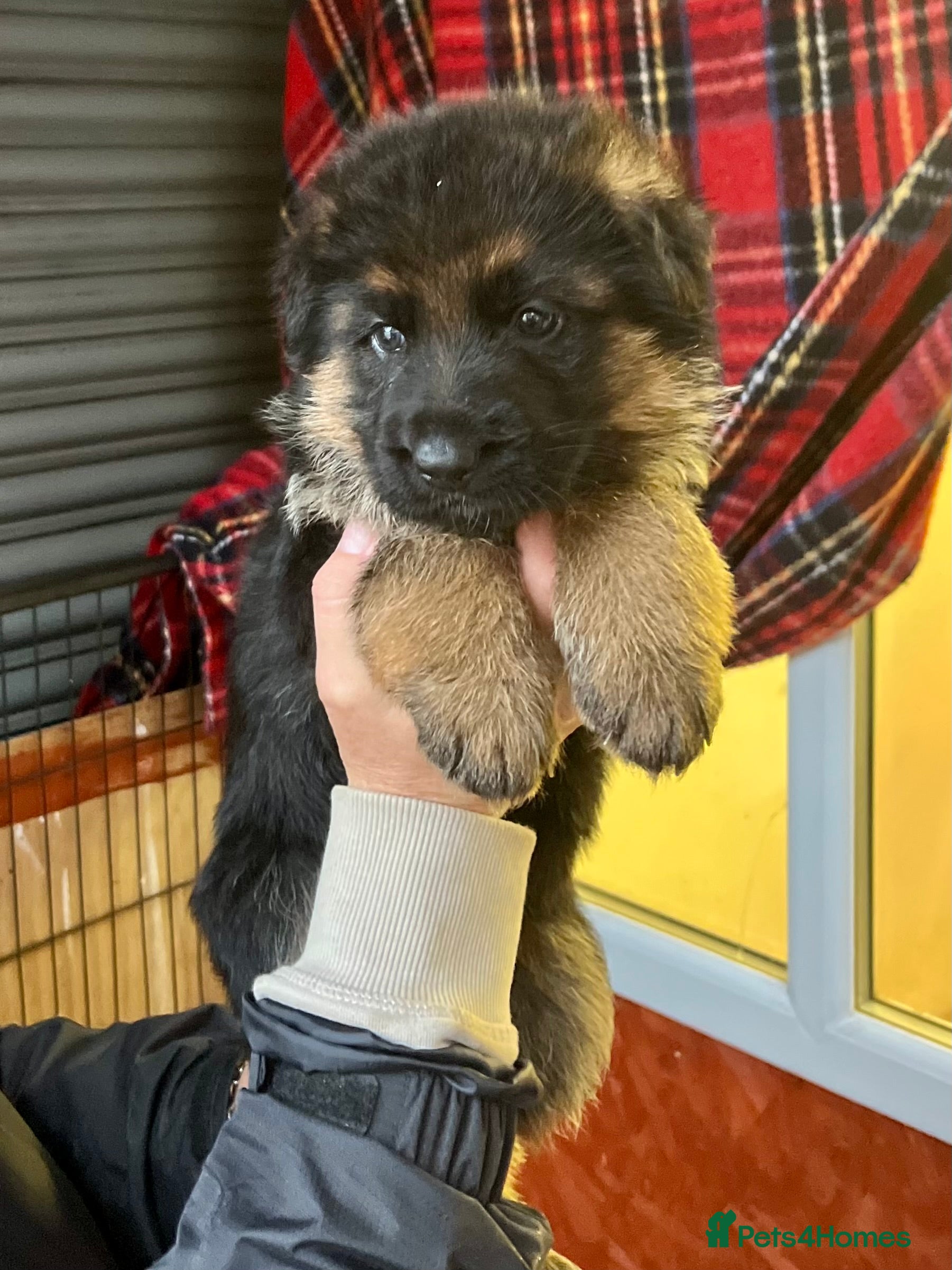 German Shepherd dogs Litter of puppies with a World Class Pedigree  - Advert 11