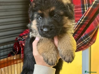 German Shepherd dogs Litter of puppies with a World Class Pedigree - Advert 8