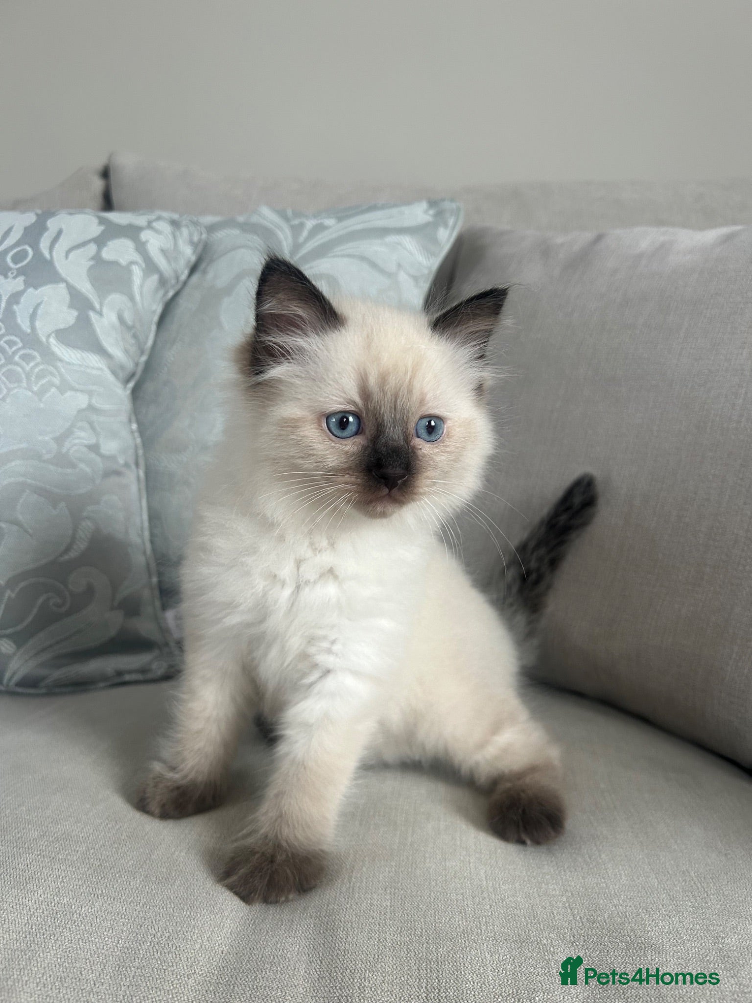 Ragdoll cats Pure ragdoll kitten male seal point left  - Advert 3