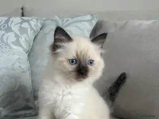 Ragdoll cats Pure ragdoll kitten male seal point left - Advert 3