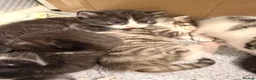 Mixed Breed cats for sale: 8 gorgeous kittens  - Advert 12