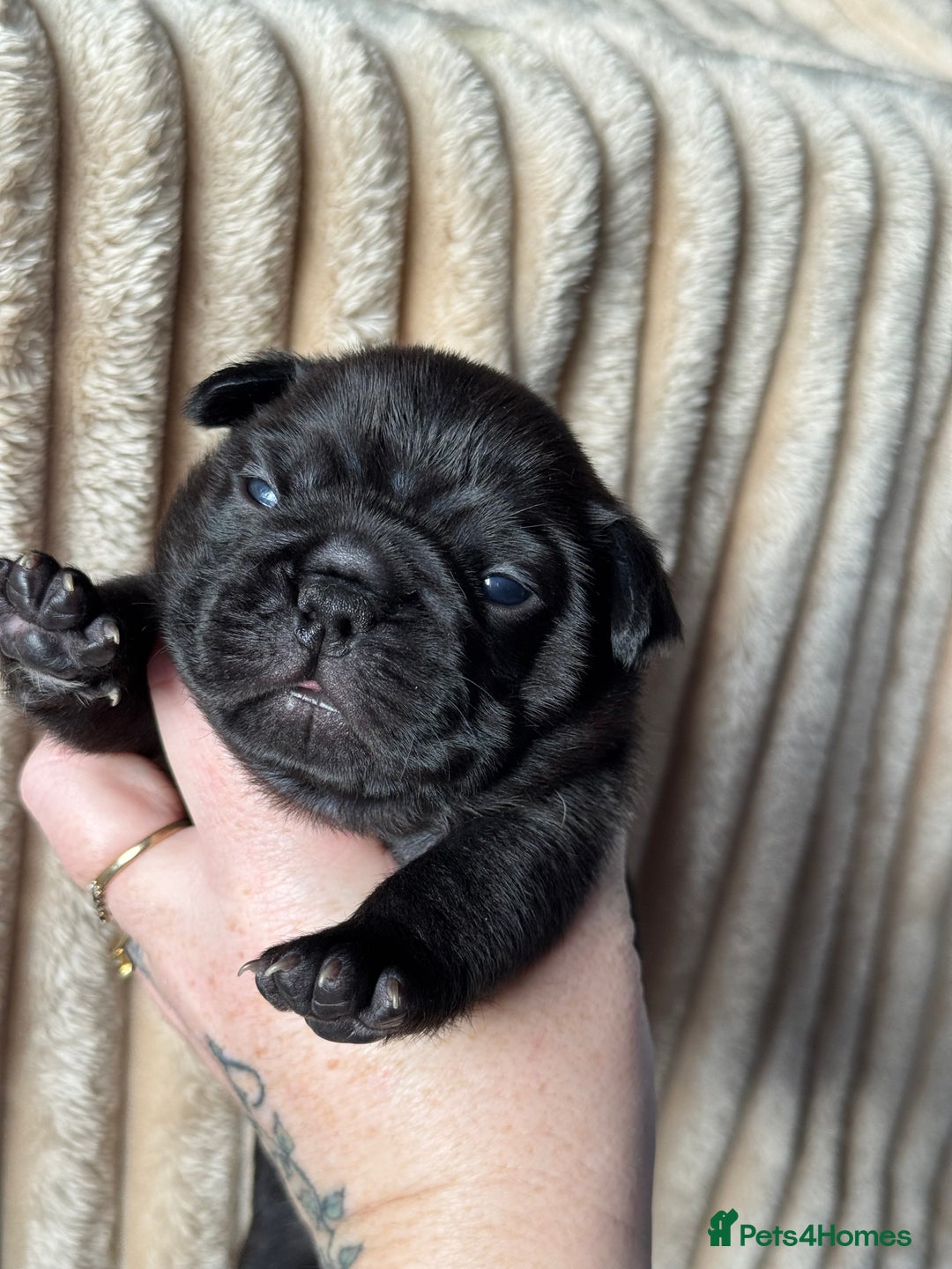 French Bulldog dogs for sale: AMAZING QUALITY FRENCH BULLDOG PUPS  - Advert 11