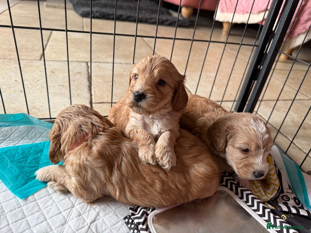 Cockapoo dogs for sale: F1 Cockapoo Puppies 5⭐️⭐️⭐️⭐️⭐️ Breeder - Image 9