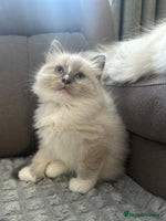 Ragdoll cats 😻 Beautiful Ragdoll Kittens😻 - Advert 1