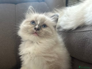 Ragdoll cats 😻 Beautiful Ragdoll Kittens😻 - Advert 4