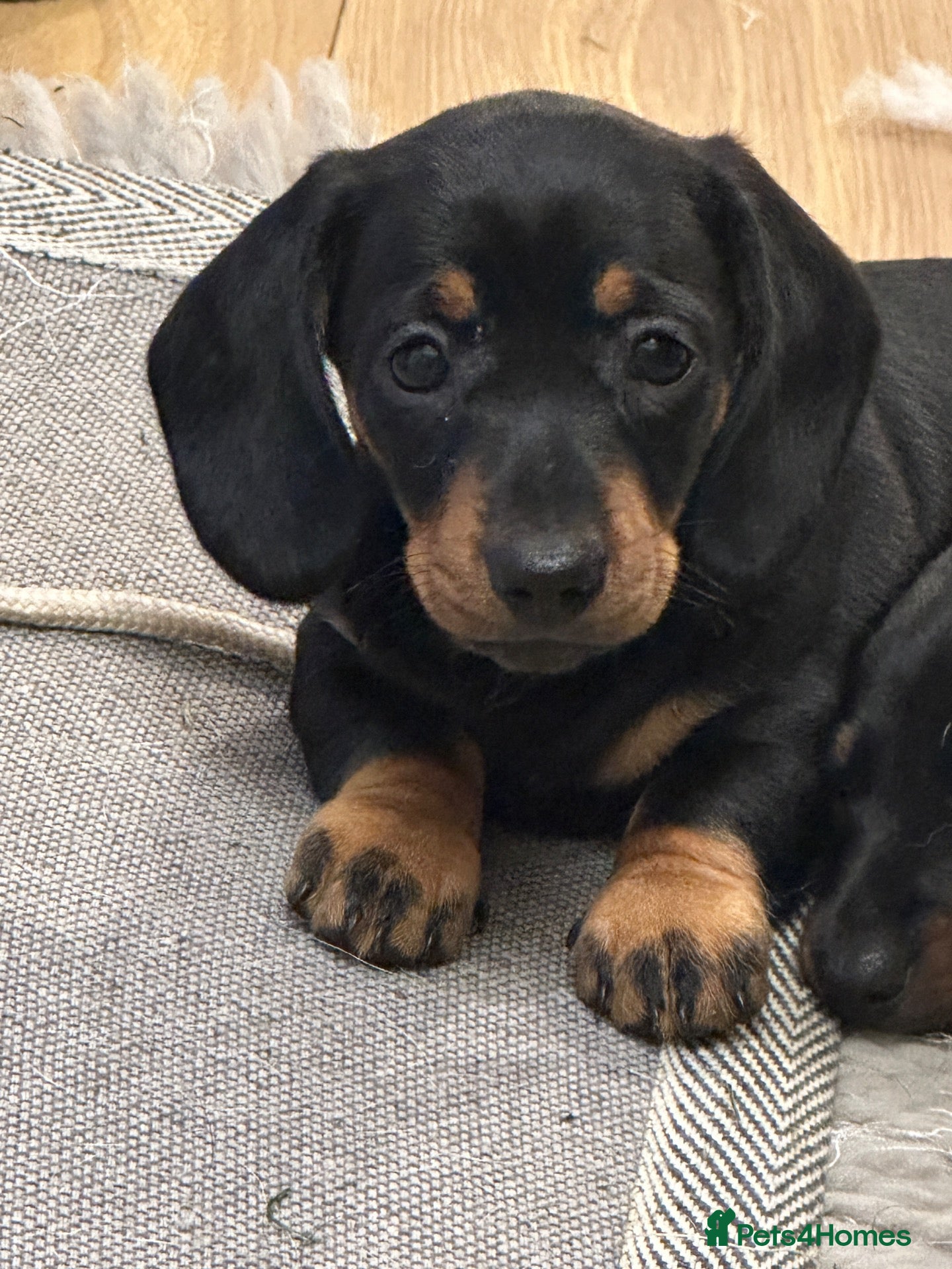 Dachshund dogs Dachshund puppies - Advert 4