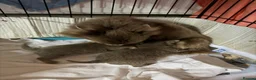 Chihuahua dogs for sale: Tiny stunning Russian Chihuahua’s   - Advert 31