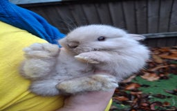 Lionhead rabbits for sale: Baby bunnies - Advert 3