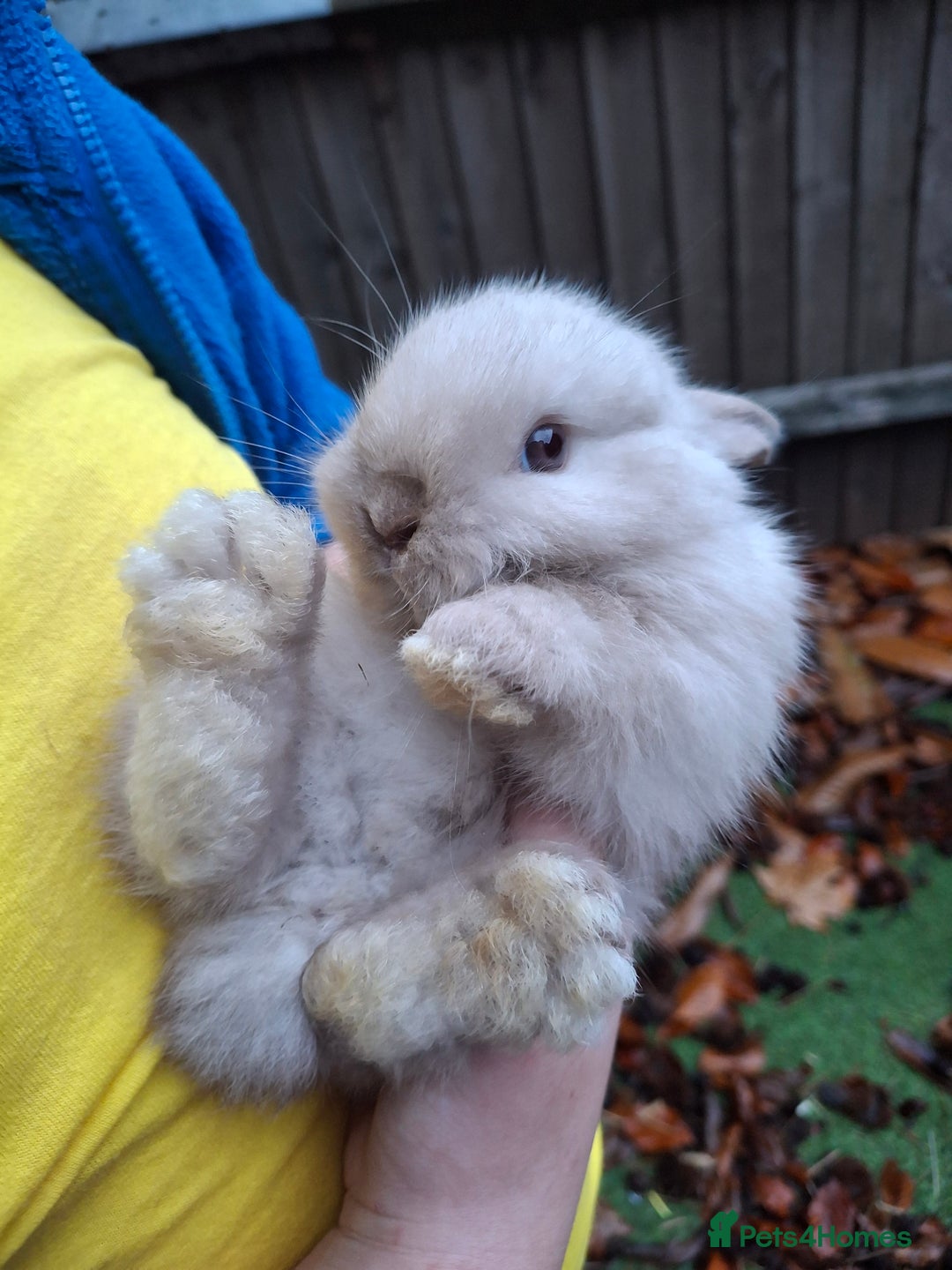 Lionhead rabbits for sale: Baby bunnies - Advert 3