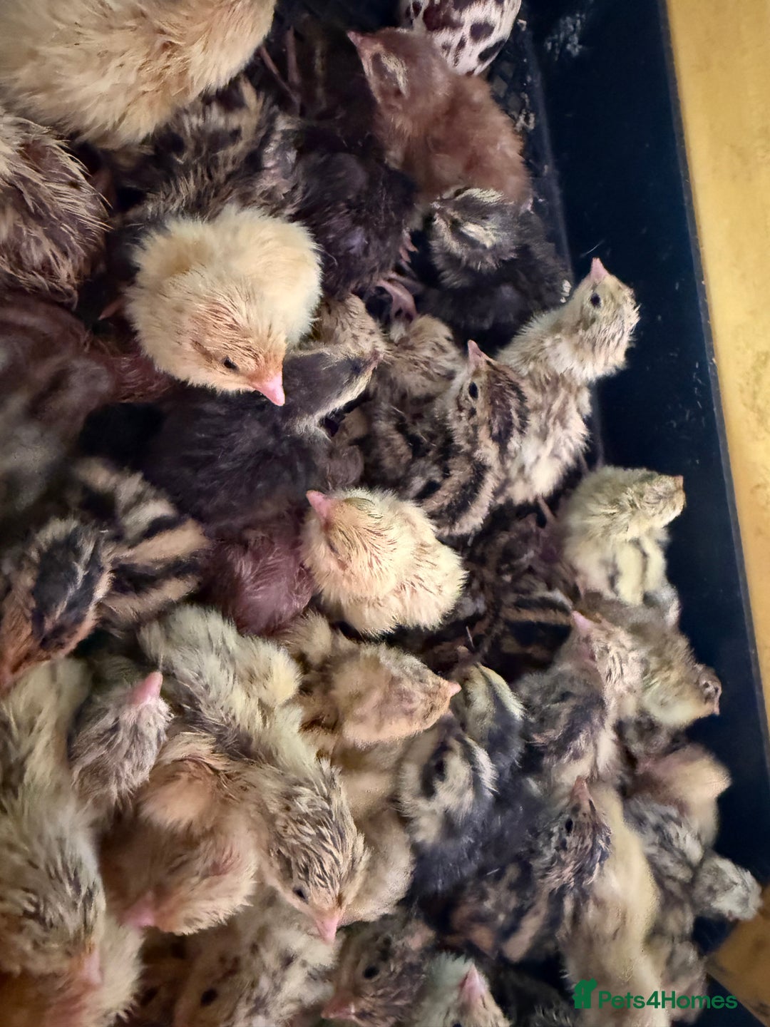 Quail poultry for sale: 🚨 COTURNIX QUAIL AVAILABLE NOW! 🐣🐥 - Image 7