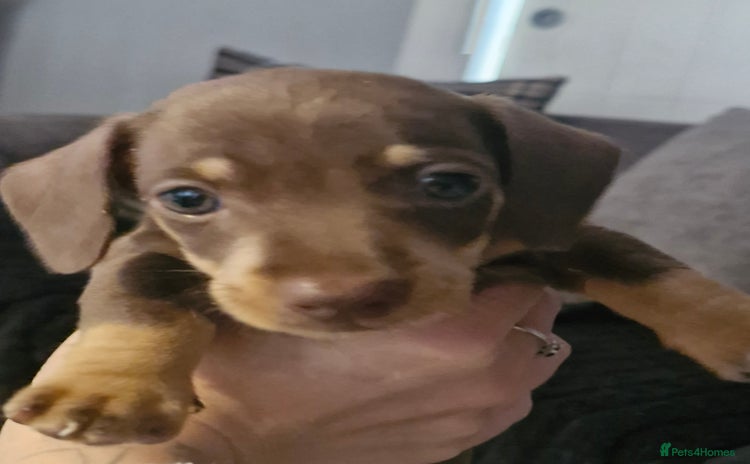 Miniature Dachshund dogs - Advert 16