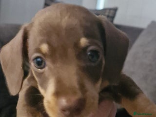 Miniature Dachshund dogs - Advert 36