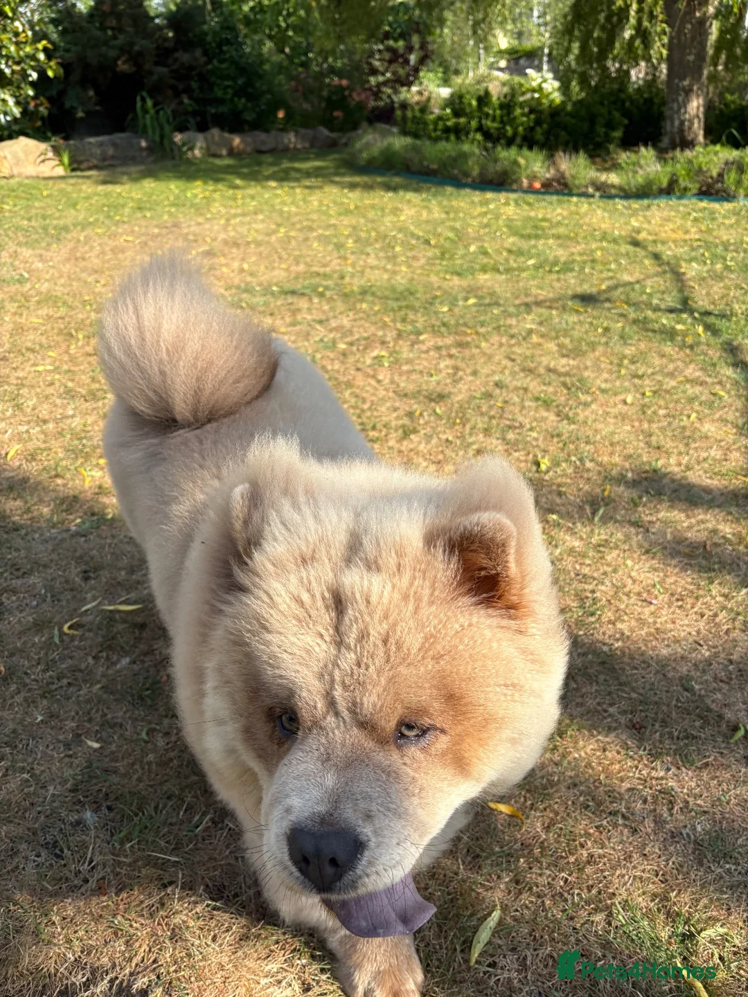 Chow Chow dogs for sale: Beautiful female chowchow - Advert 6