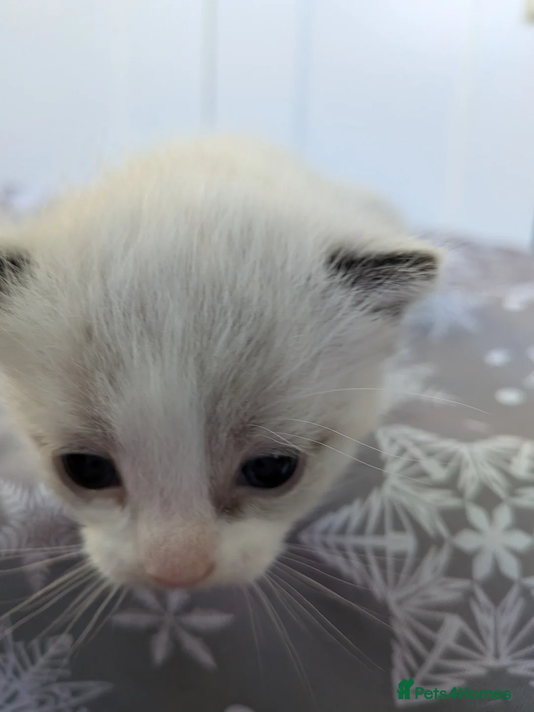 Mixed Breed cats for sale: Lucky love - Advert 8