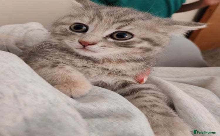 British Shorthair cats - Advert 4