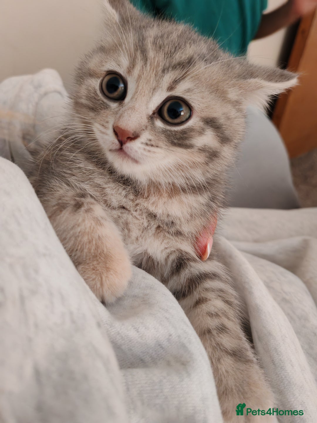 British Shorthair cats for sale: British shorthair kittens - Image 1